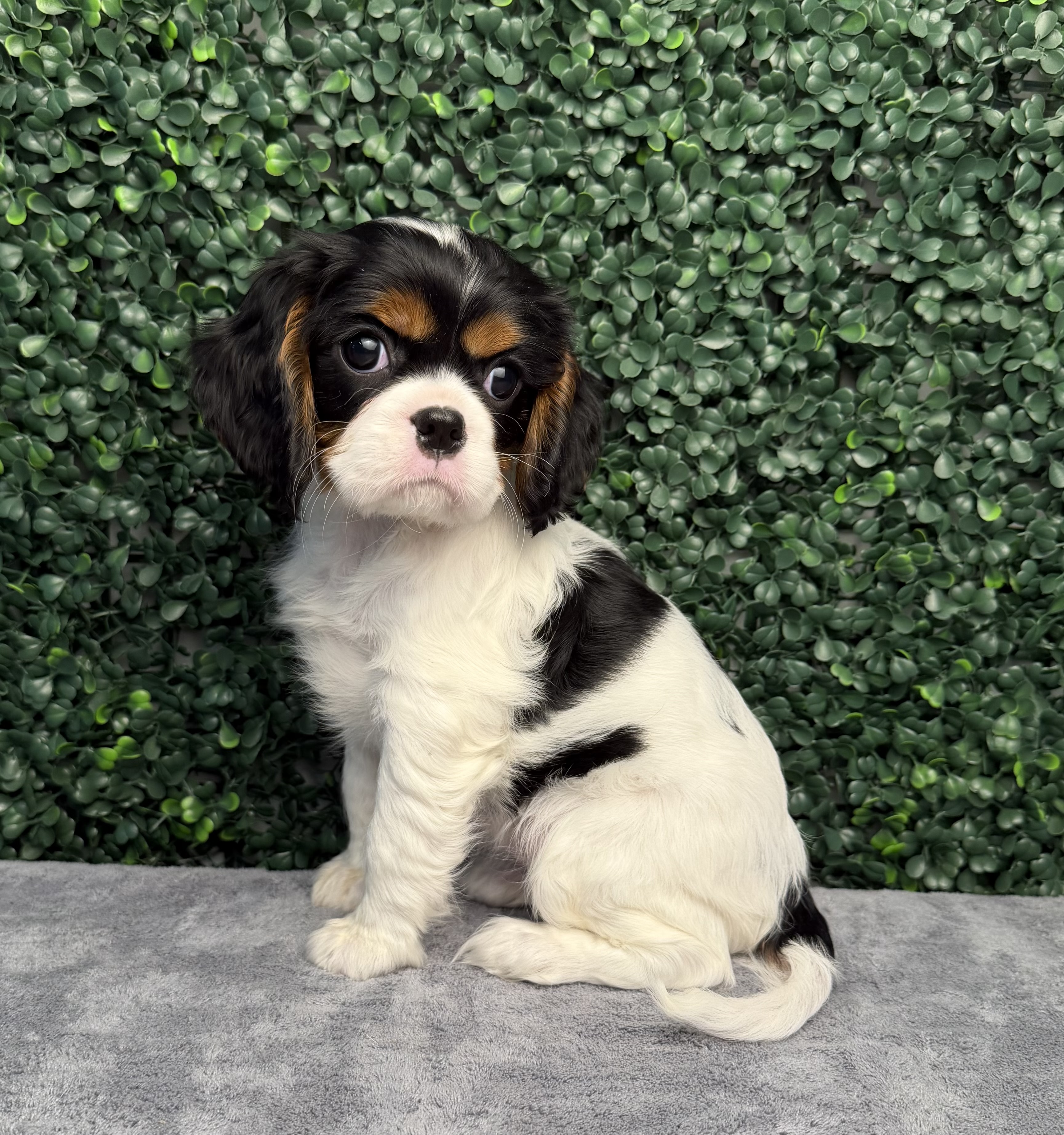 Cavalier King Charles Spaniel - 5199 Image #1