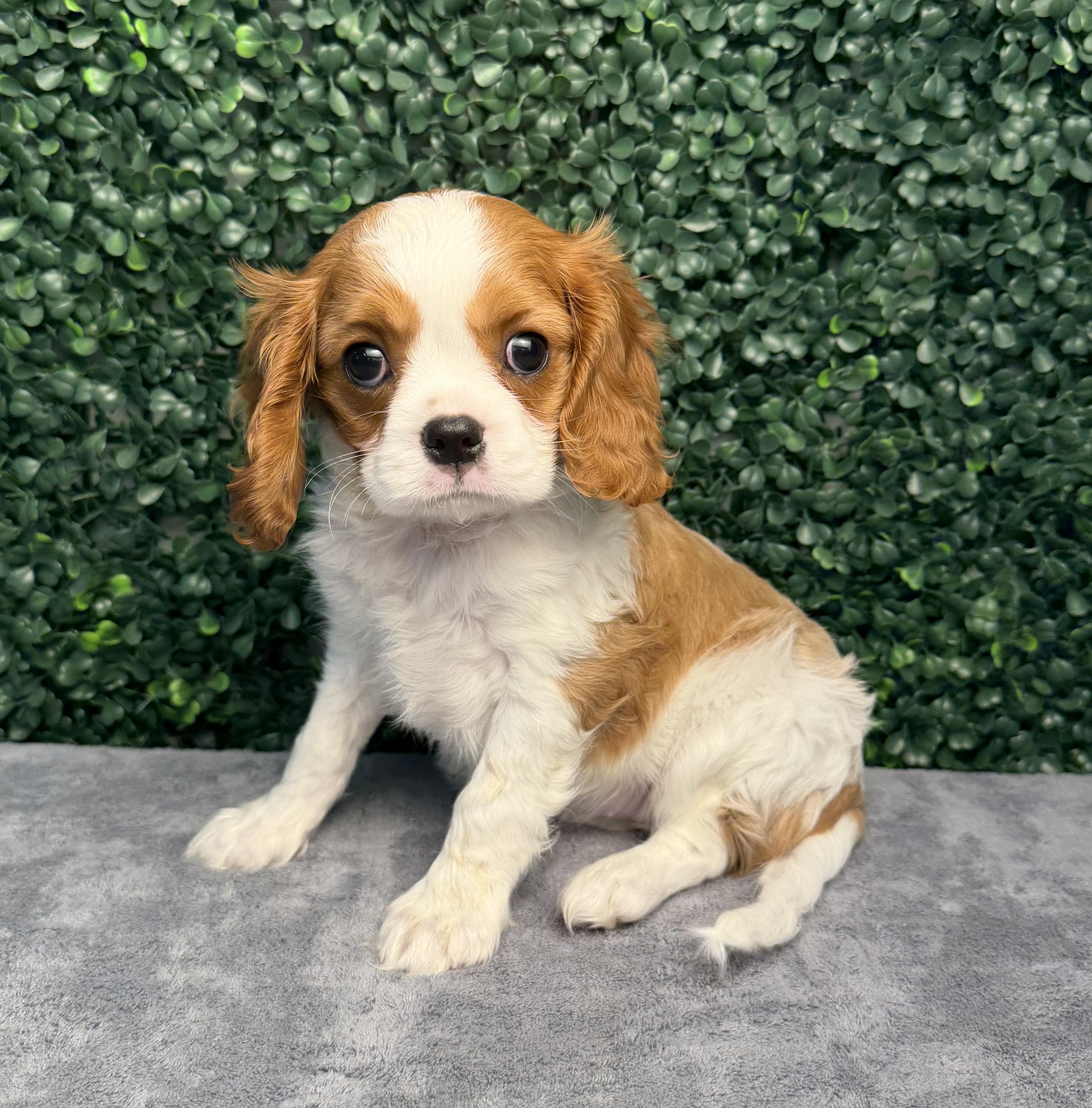 Cavalier King Charles Spaniel - 5198 Image #1