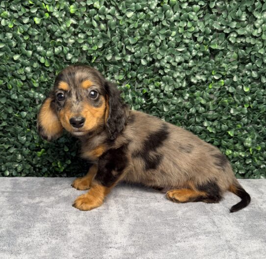[#26274-02] Black / Tan M Dachshund Puppies for Sale