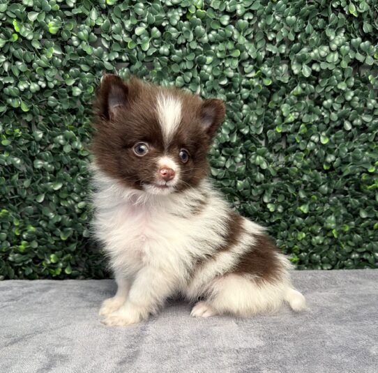 [#26882-02] Chocolate / White M Pomeranian Puppies for Sale