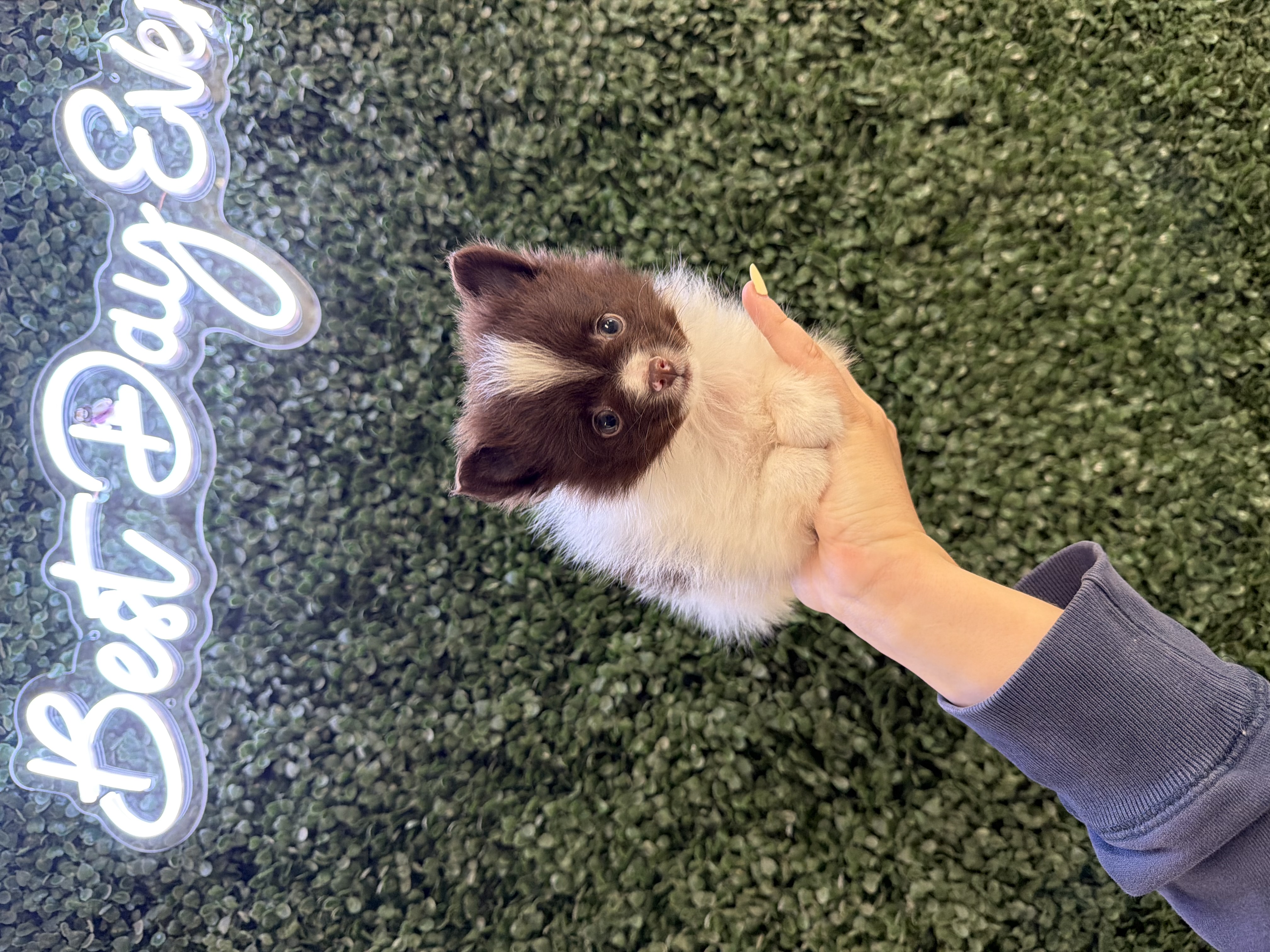 Pomeranian - 5204 Image #2
