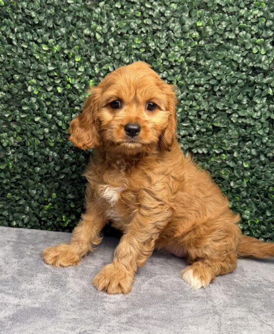 [#26257-02] Red F Cavalier King Charles Spaniel/Poodle Mini Puppies for Sale
