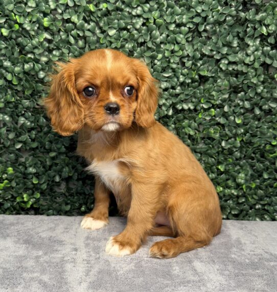 [#26256-04] F Cavalier King Charles Spaniel Puppies for Sale
