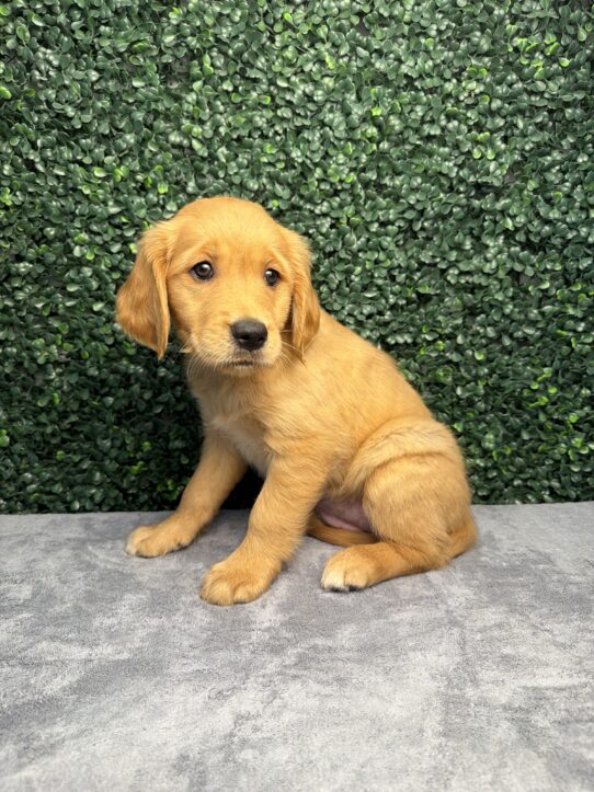 [#26261-11] Golden F Golden Retriever Puppies for Sale