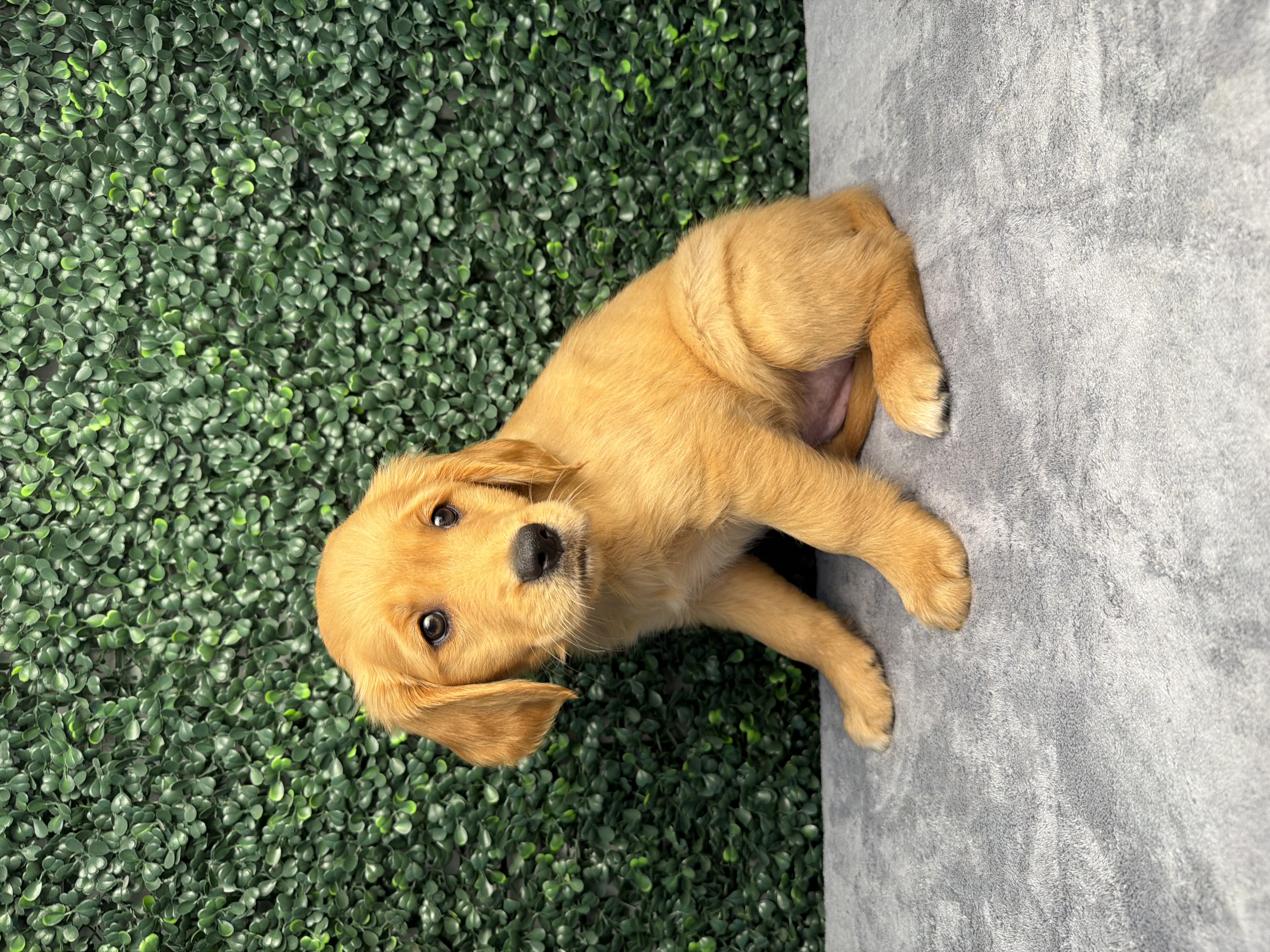 Golden Retriever - 5197 Image #1