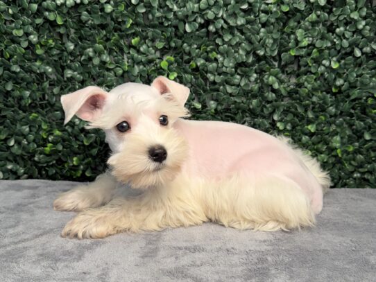 [#26867-02] Cream F Miniature Schnauzer Puppies for Sale