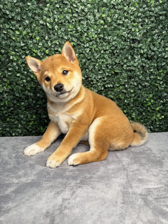 Shiba Inu puppy