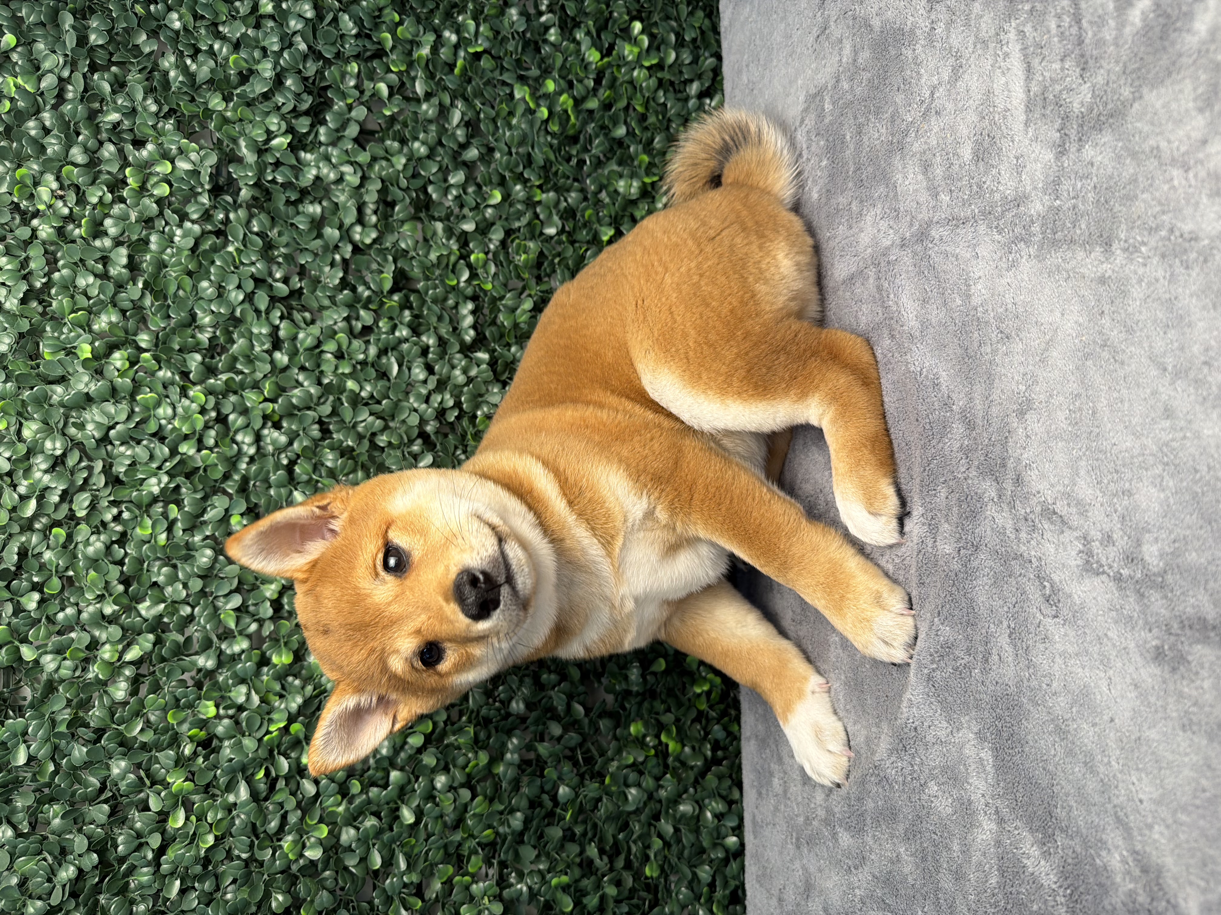 Shiba Inu - 5193 Image #1
