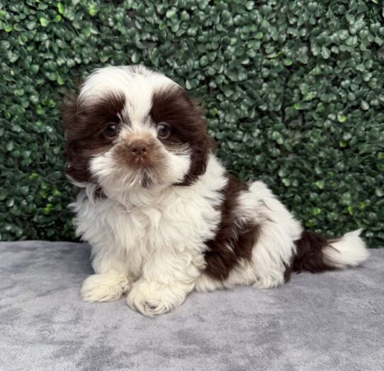 [#26804-03] Chocolate F Shih Tzu Puppies for Sale