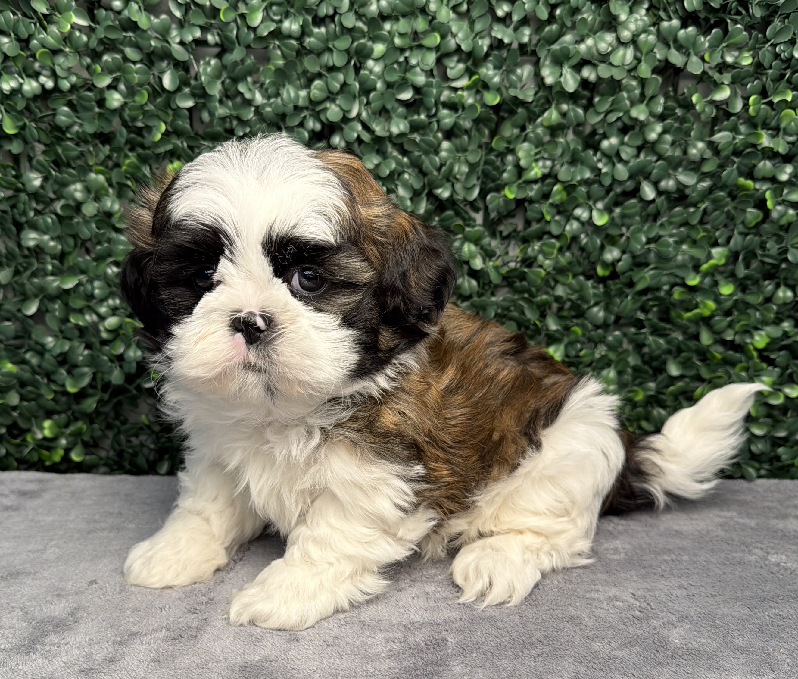 Shih Tzu - 5205 Image #1