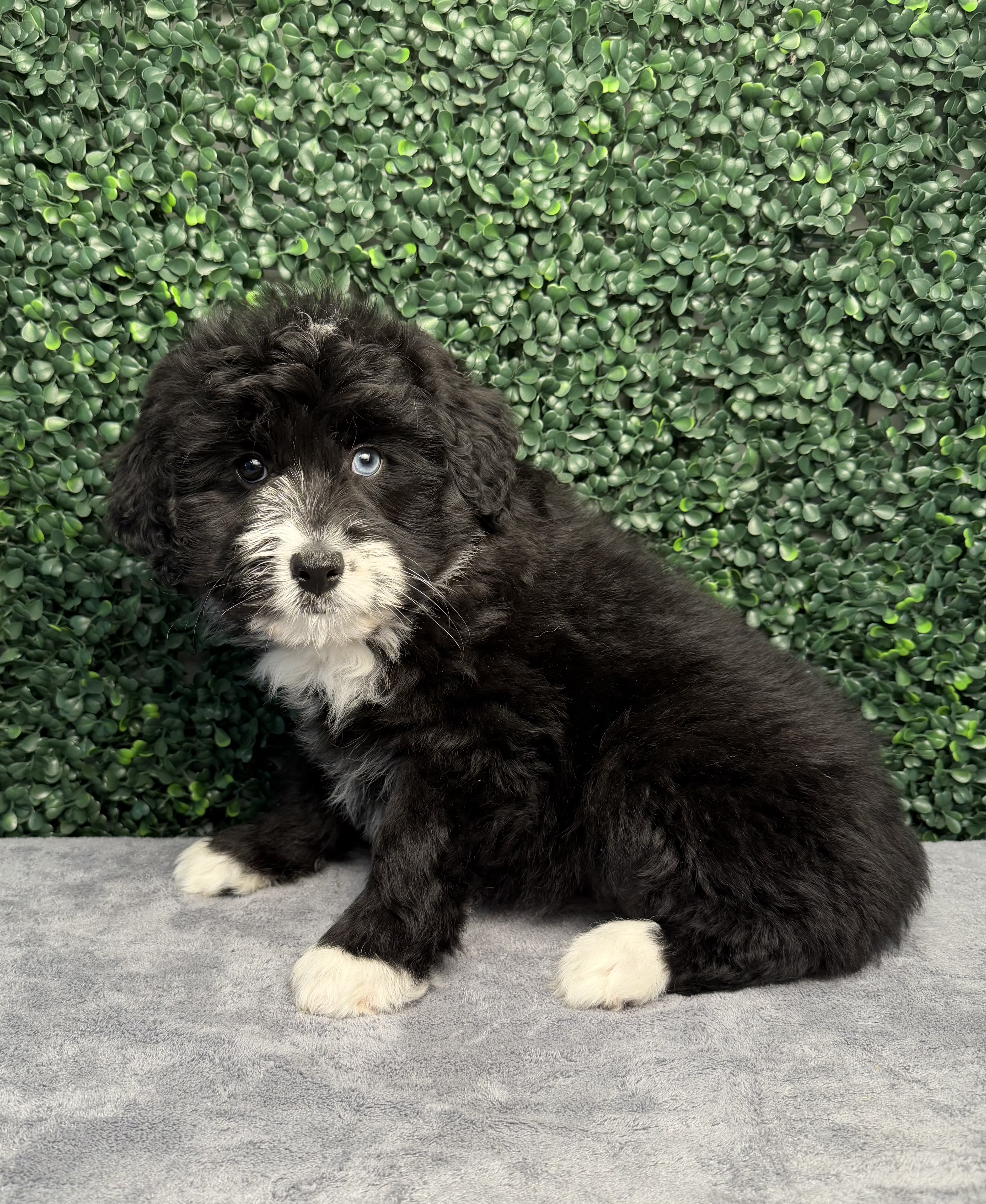 Poodle Mini/Miniature Australian Shepherd - 5189 Image #1