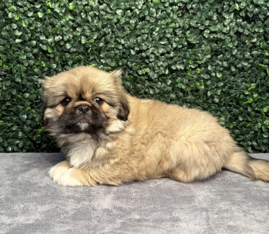 [#26247-04] Biscuit F Pekingese Puppies for Sale