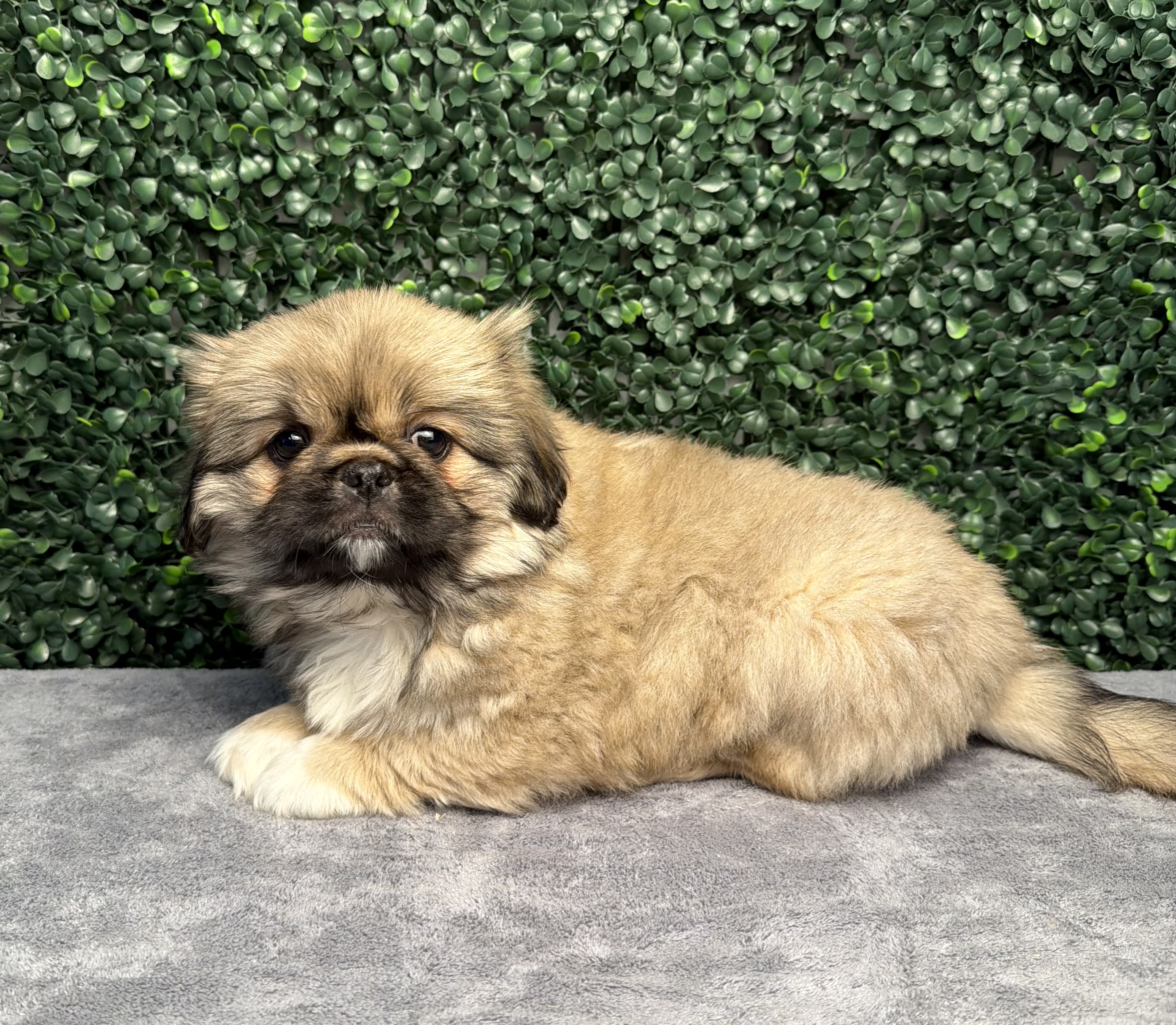 Pekingese - 5195 Image #1