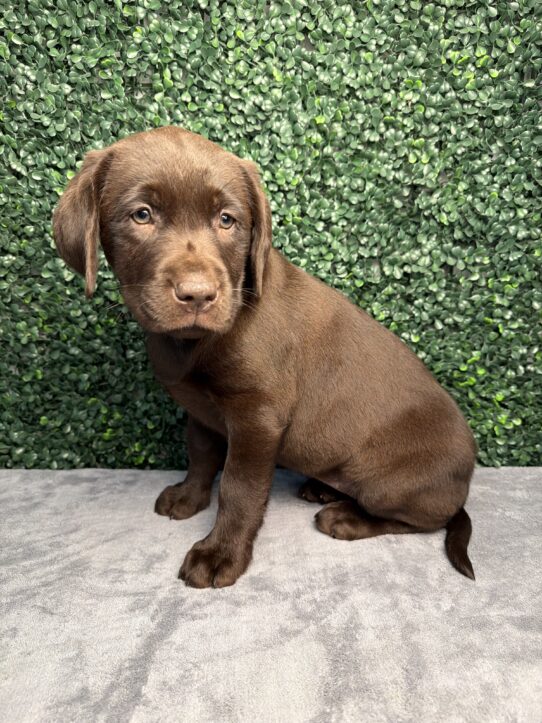 Labrador Retriever-Dog-Female--5207-Tiny Paws