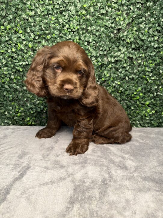 Cocker Spaniel-Dog-Male--5206-Tiny Paws