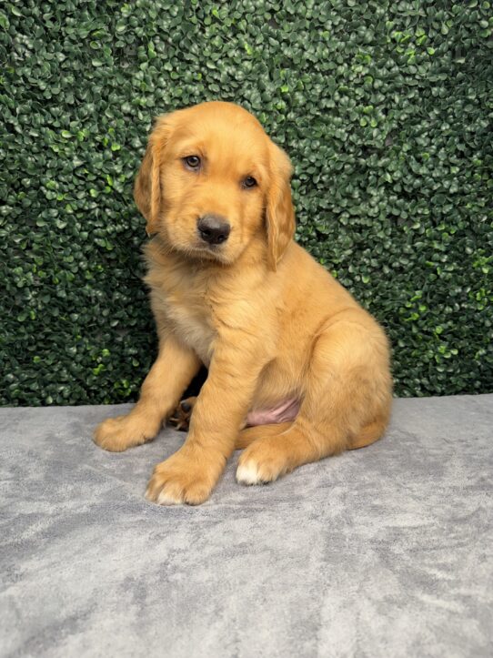 [#26261-02] Golden M Golden Retriever Puppies for Sale