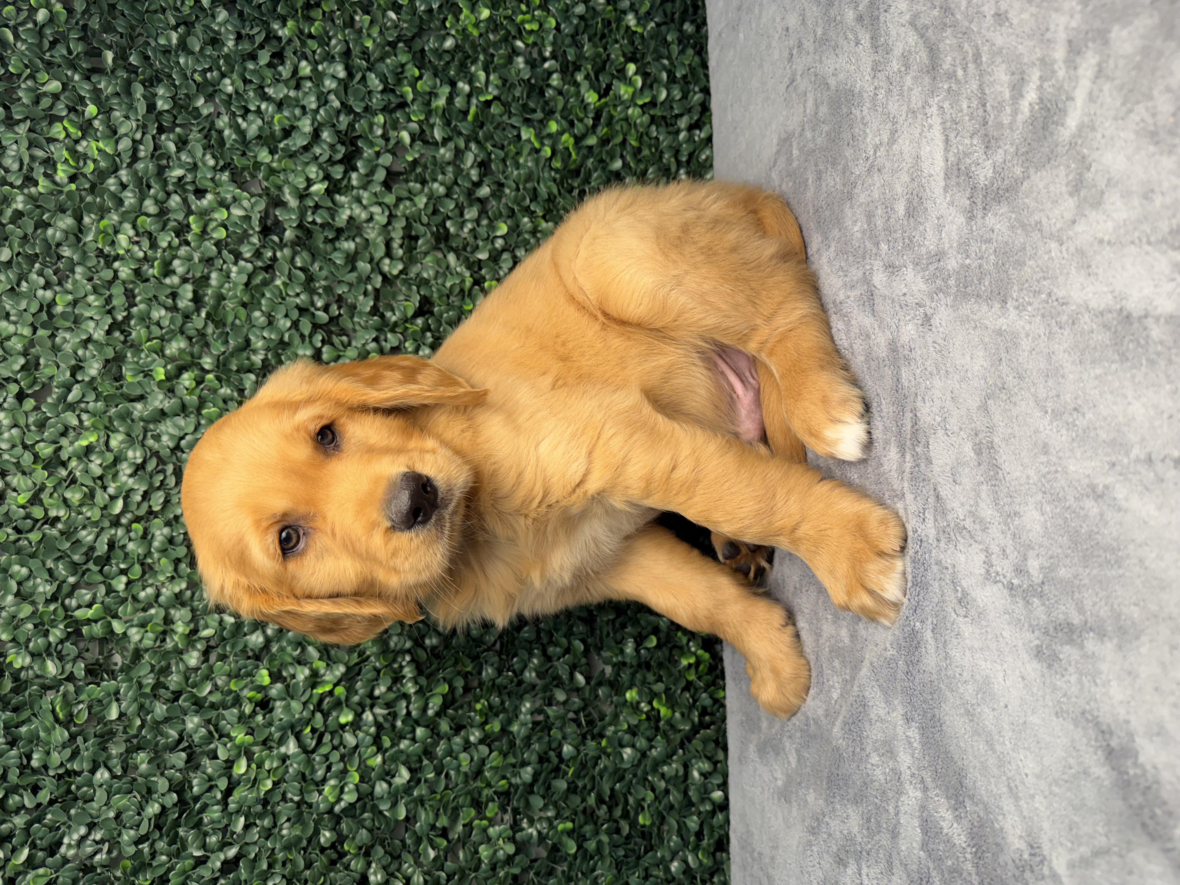 Golden Retriever - 5196 Image #1
