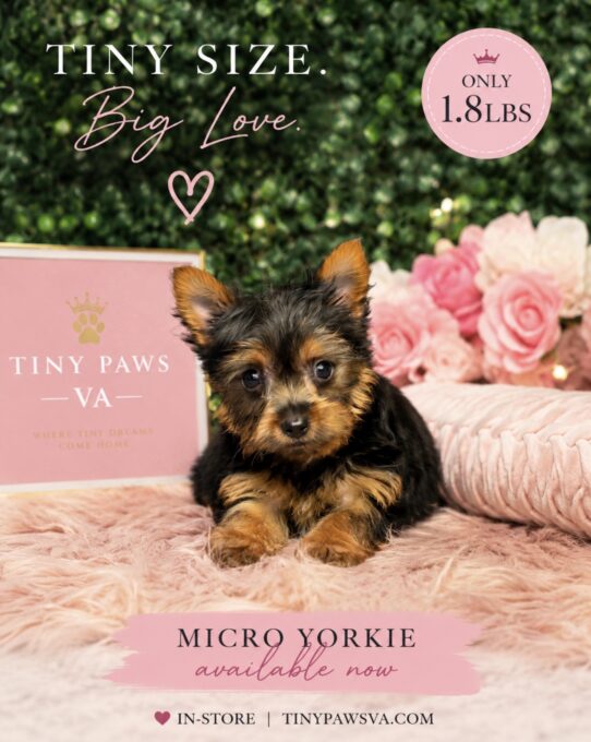 [#26246-03] Black / Tan F Yorkshire Terrier Puppies for Sale