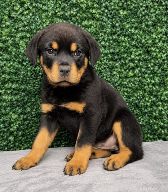 [#26128-05] Black / Tan F Rottweiler Puppies for Sale