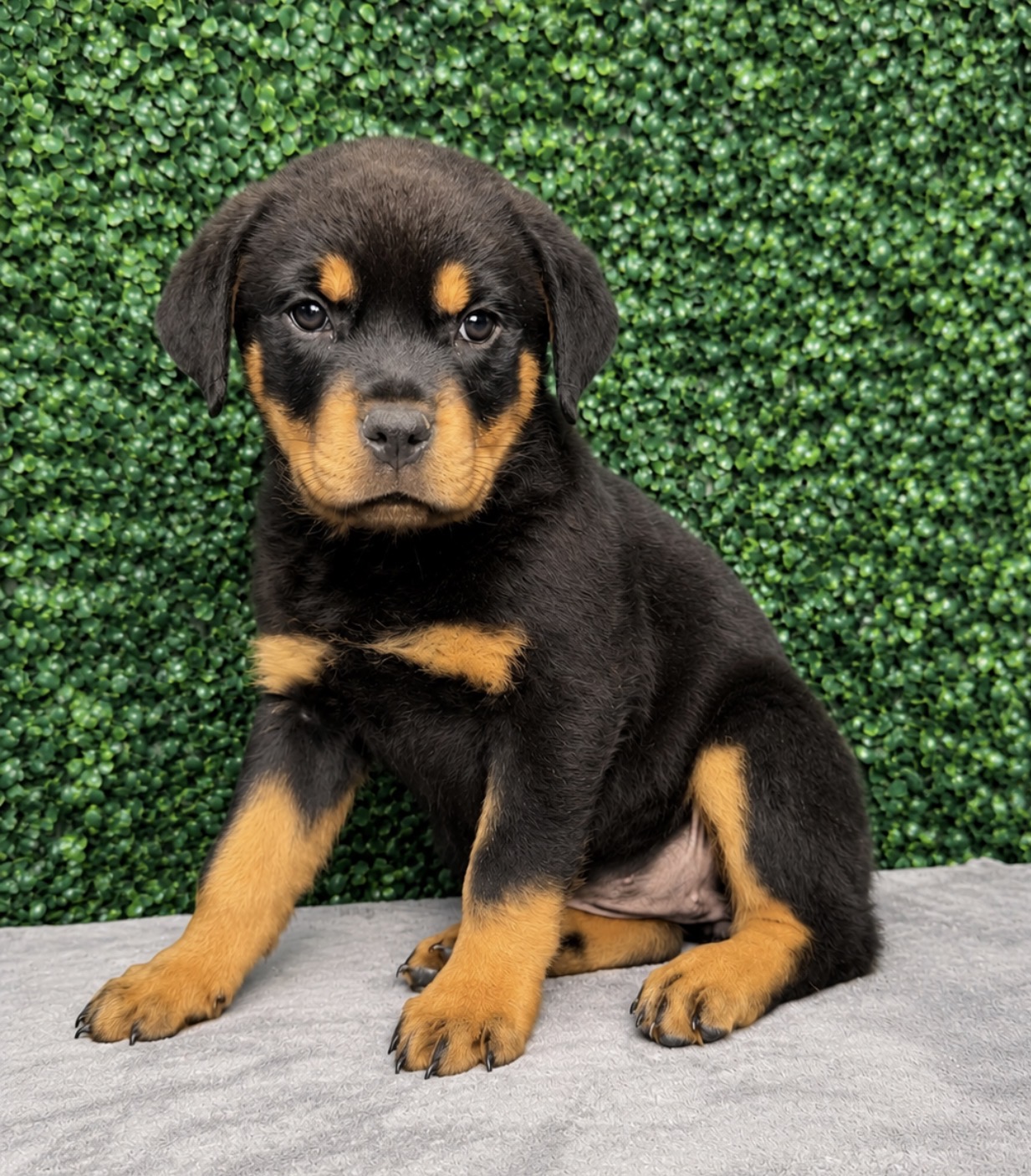 Rottweiler - 5208 Image #1