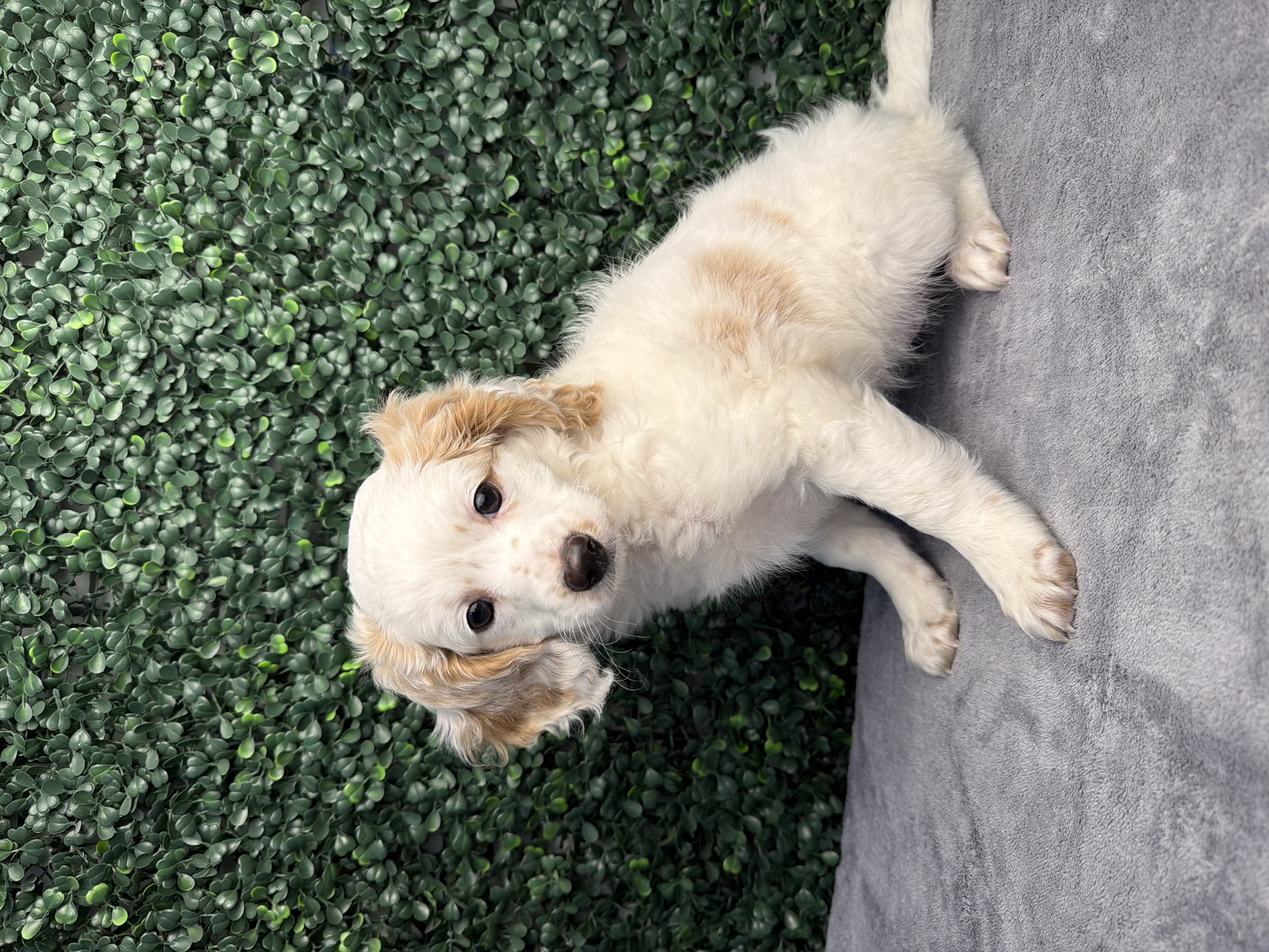 5214-CockaPoo Image #1