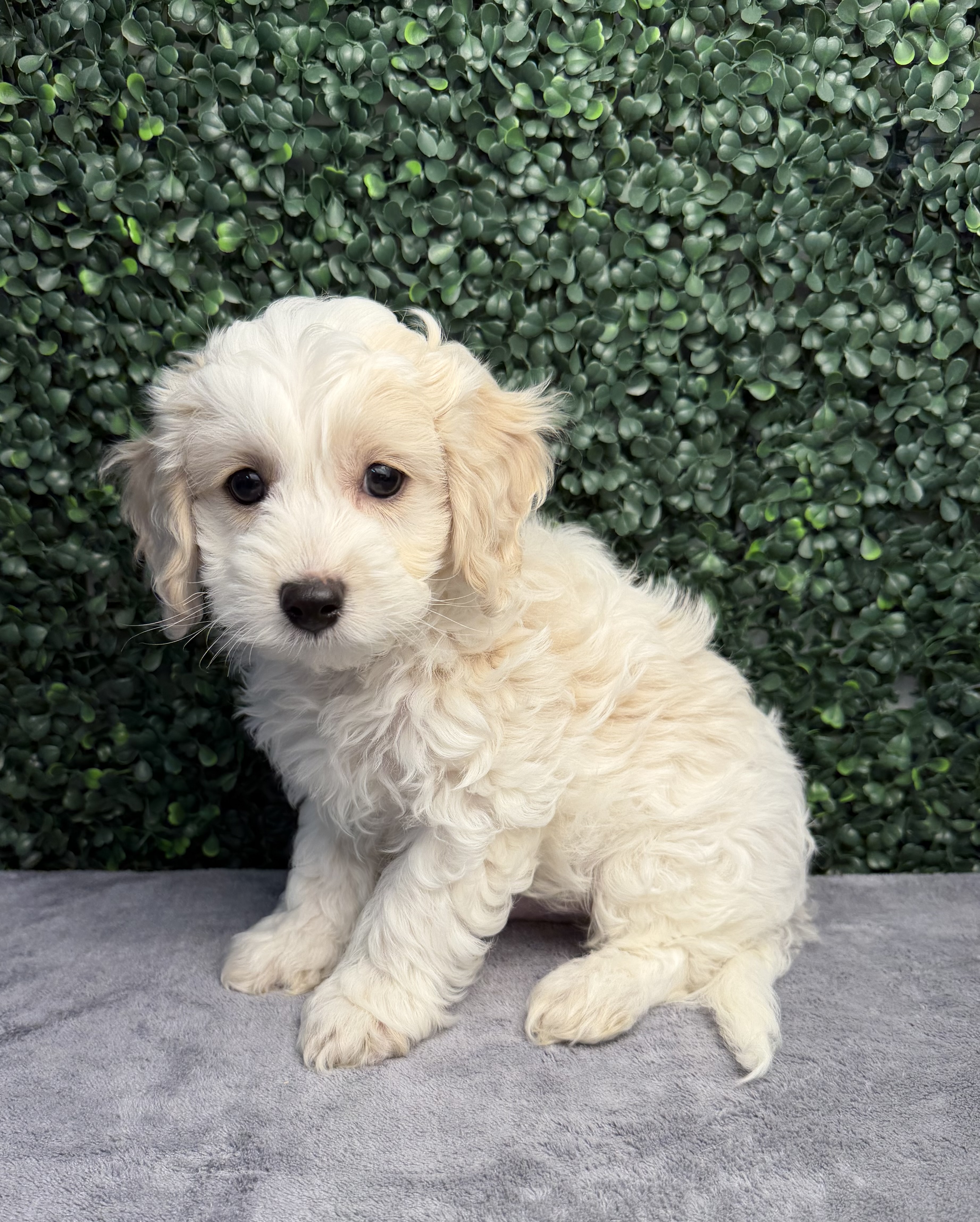 5211-CockaPoo Image #1