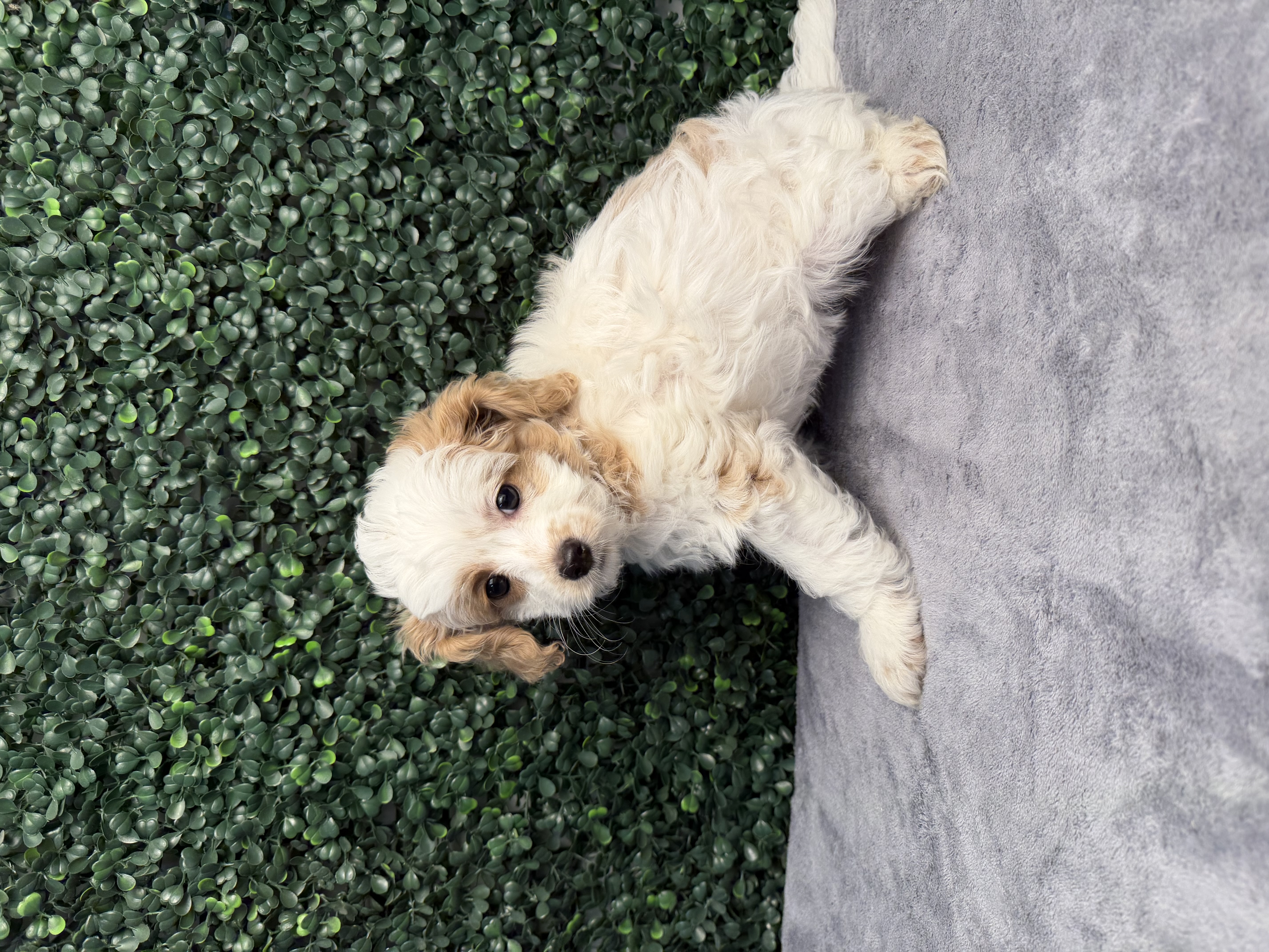 5215-CockaPoo Image #1
