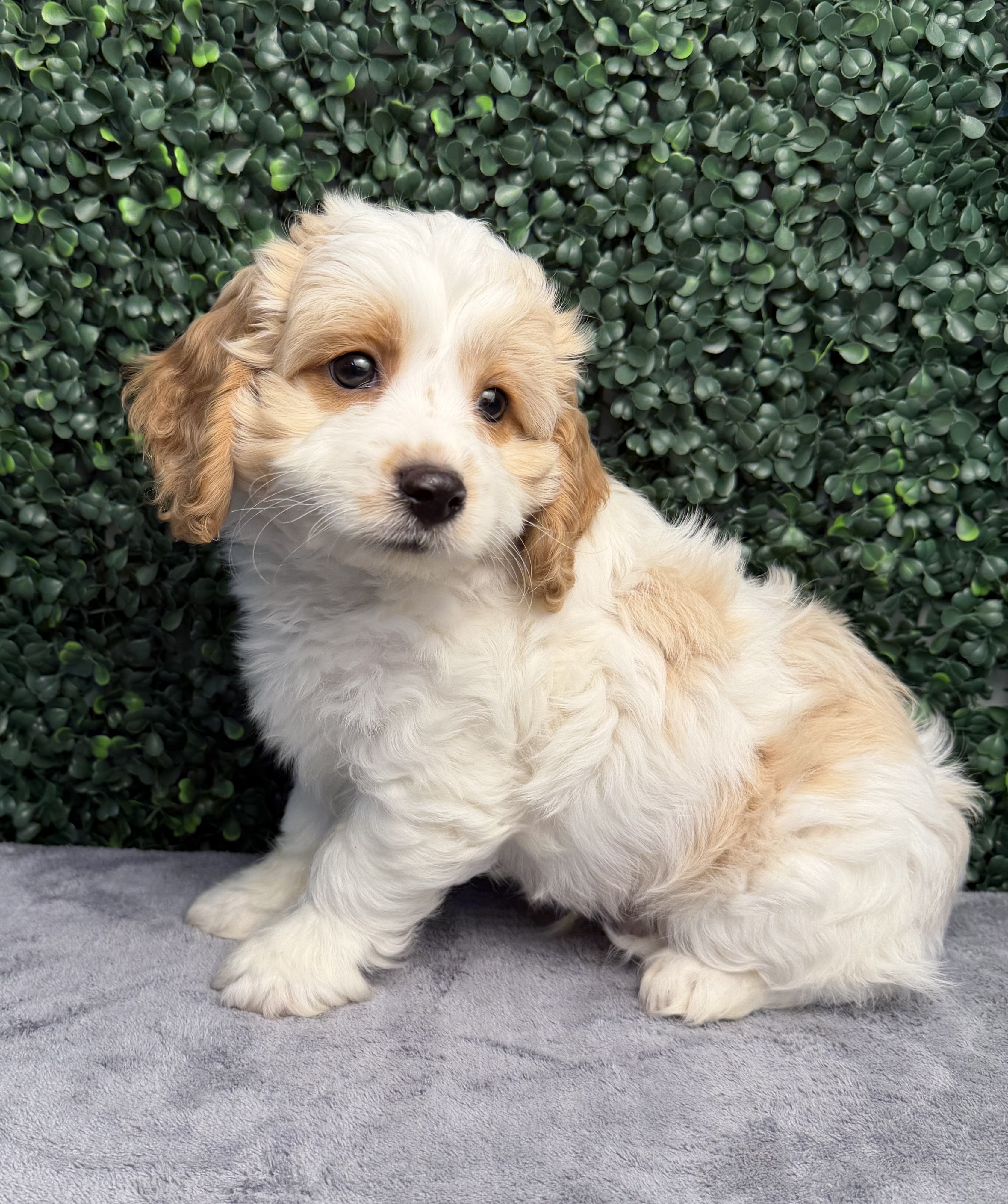 5210-CockaPoo Image #1