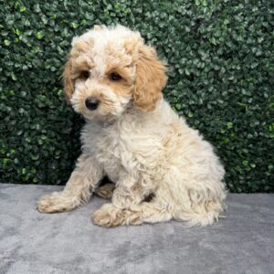 Cockapoo puppy