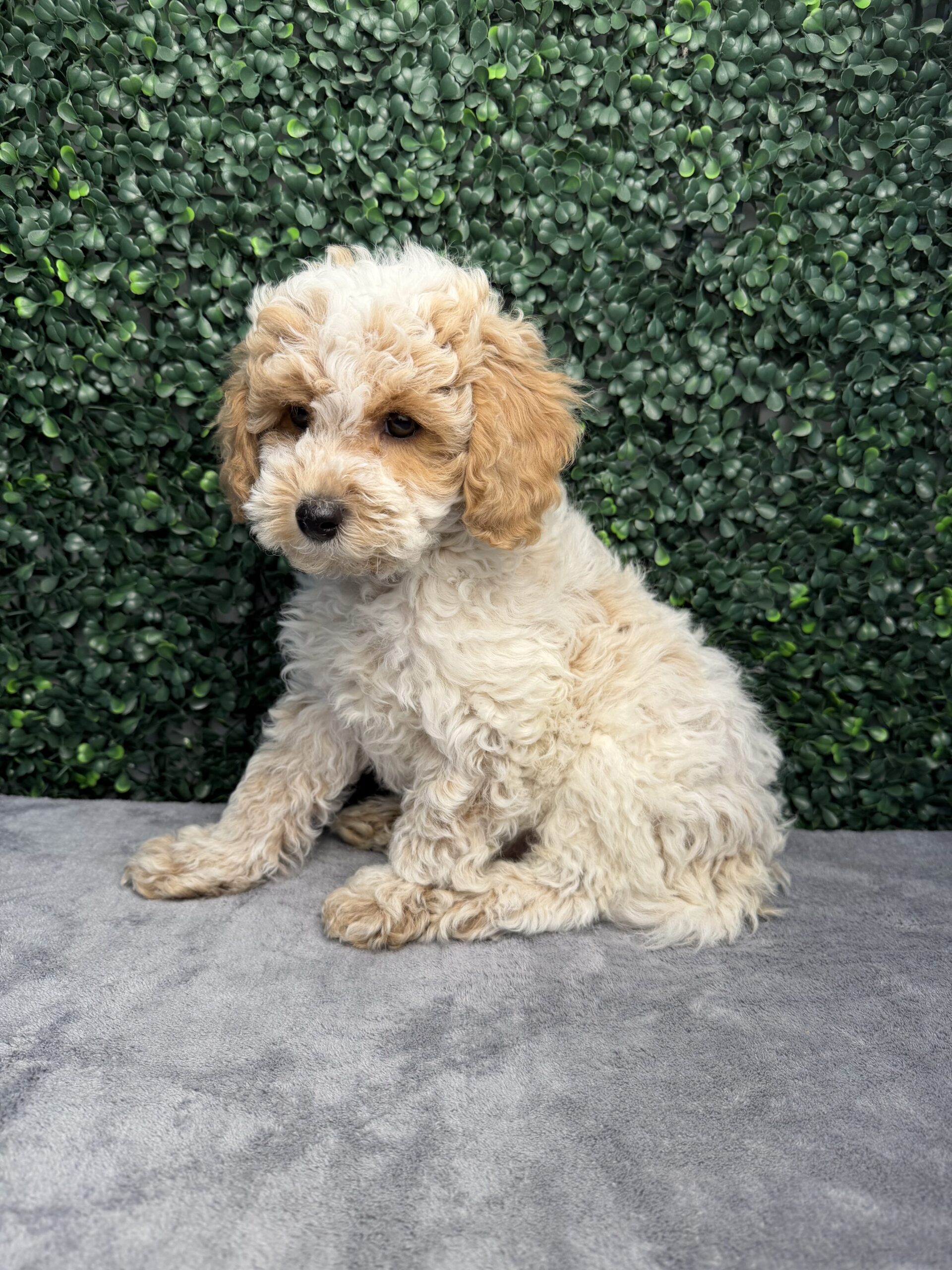 Cockapoo puppies