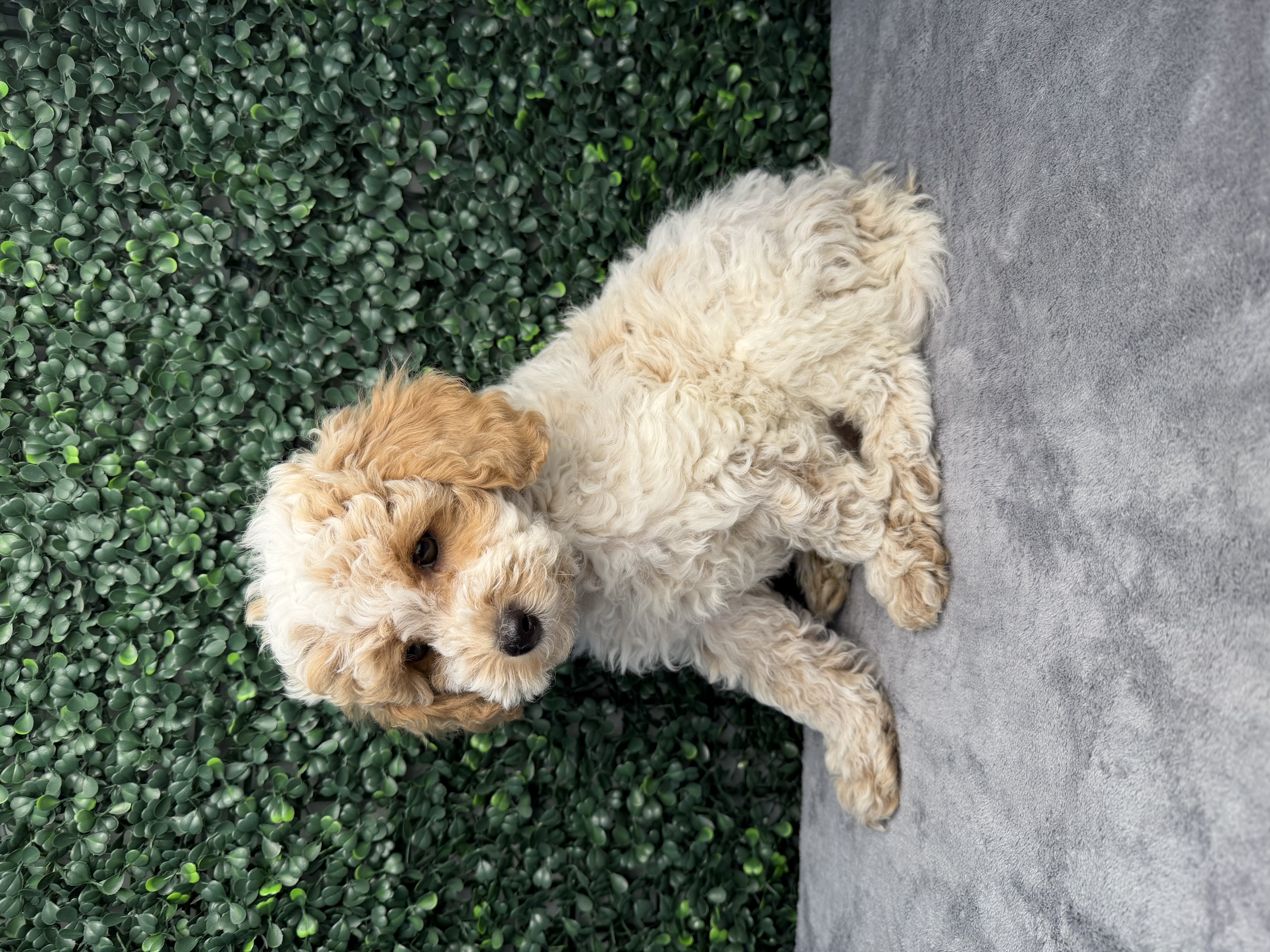 5213-CockaPoo Image #1