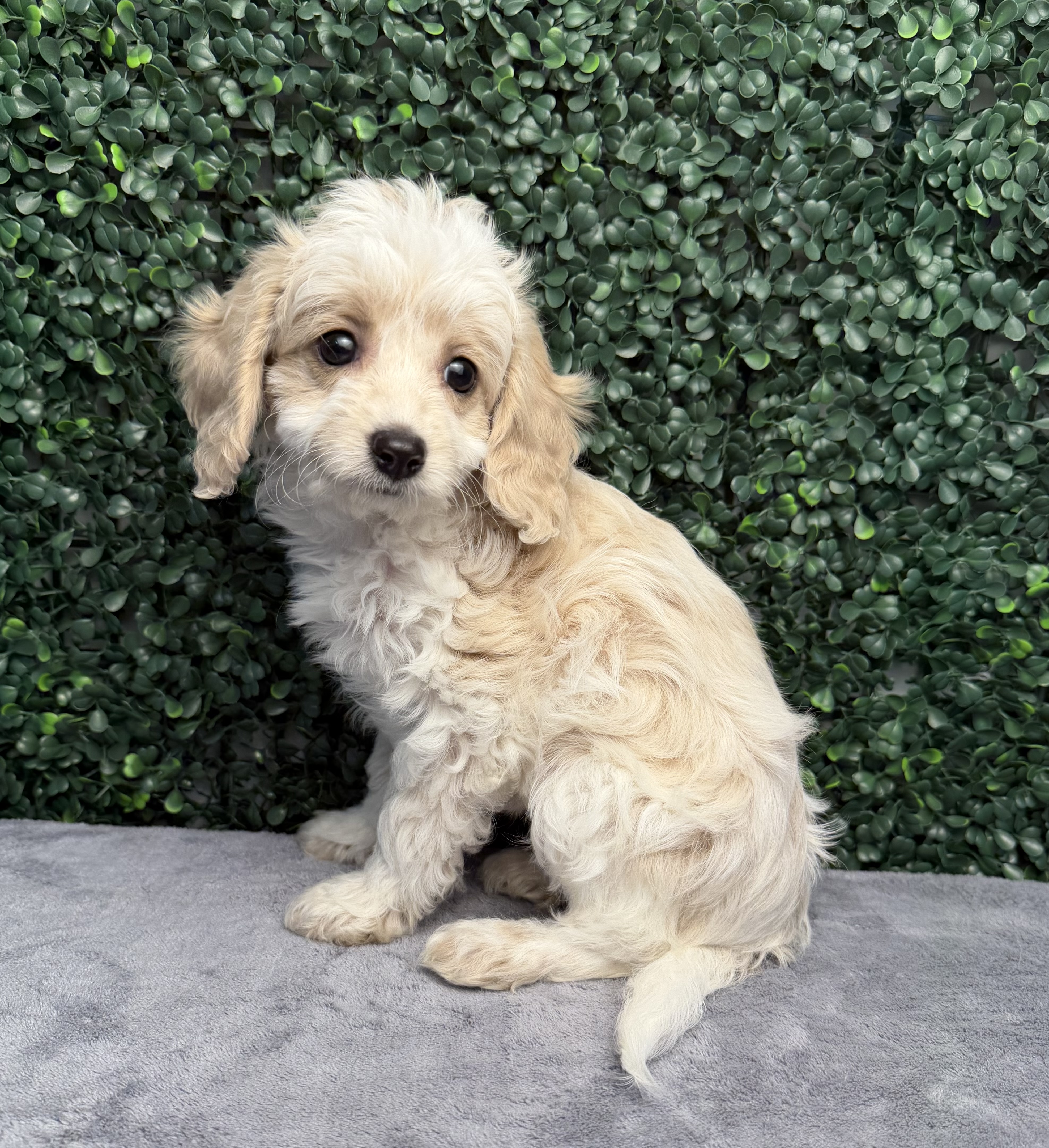 5216-CockaPoo Image #1