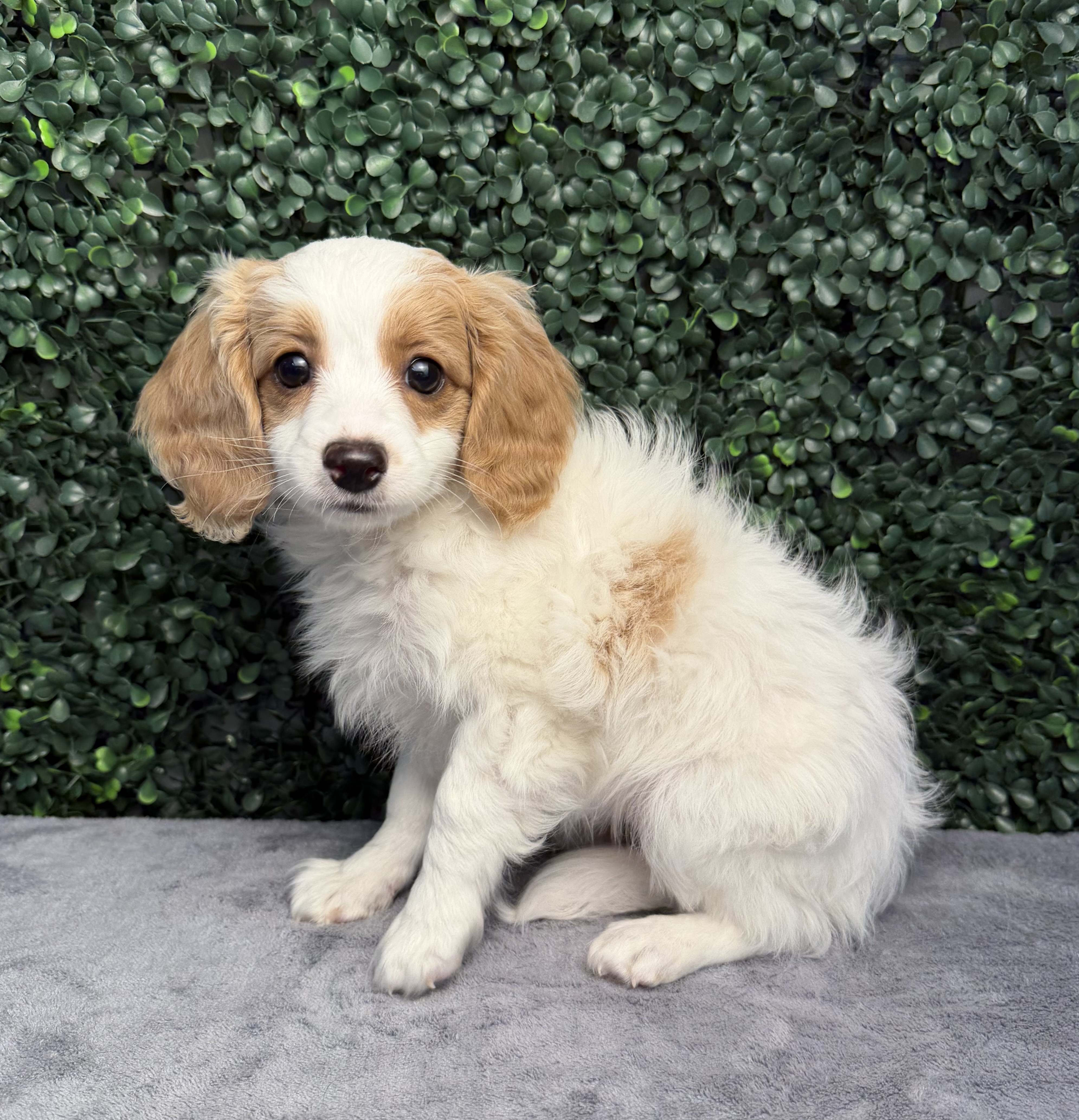 5217-CockaPoo Image #1