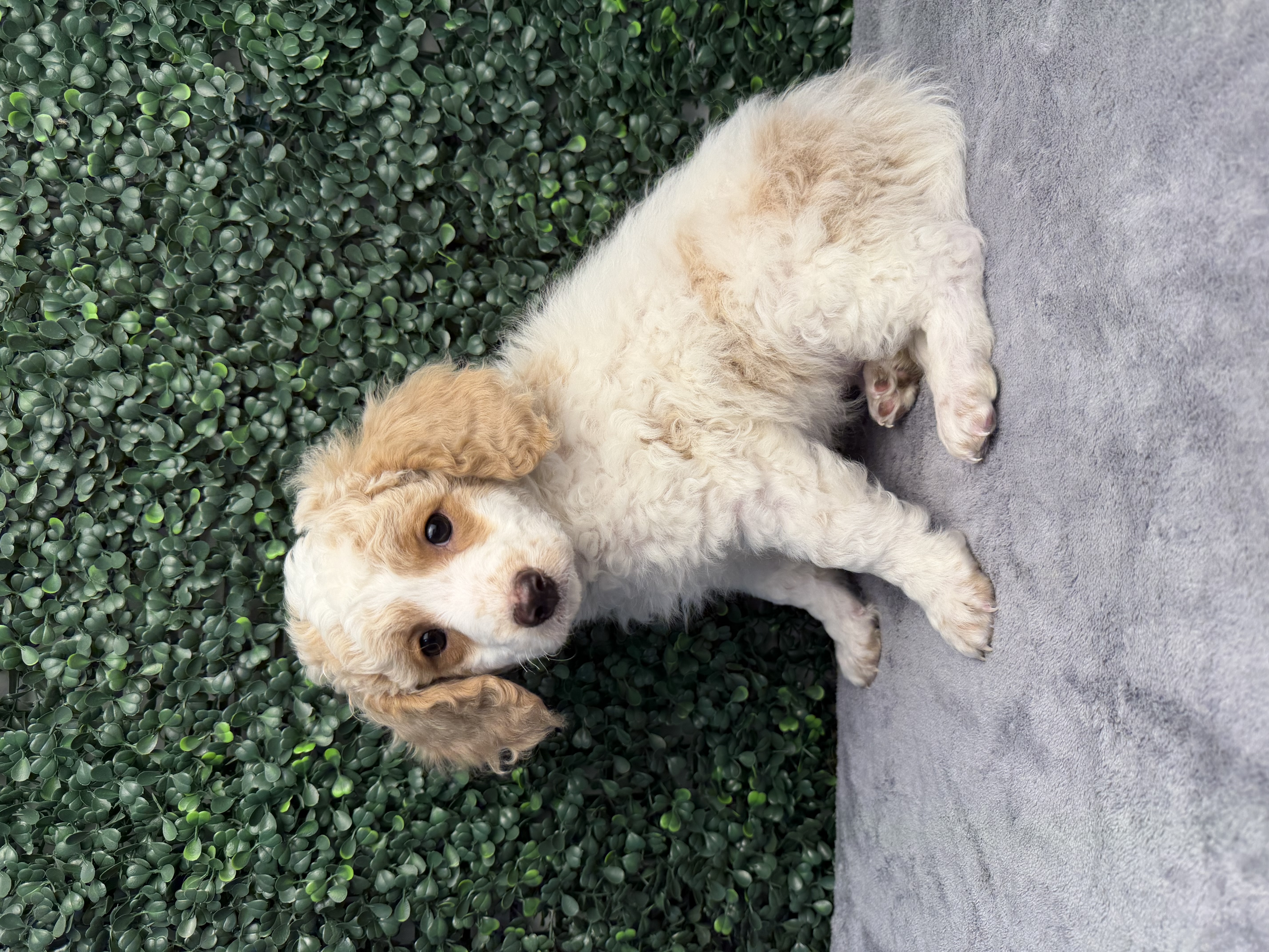5212-CockaPoo Image #1
