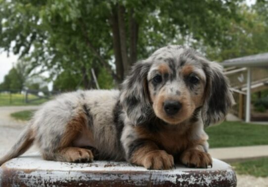 Mini Dachshund-Dog-Female--5166-Tiny Paws