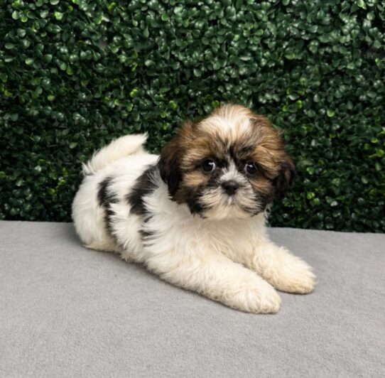 [#26484-06] Brown / White F Shih Tzu Puppies for Sale