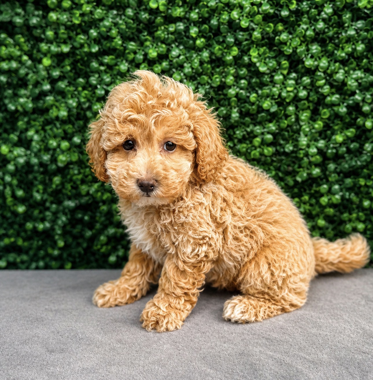 Bichapoo - 5180 Image #1