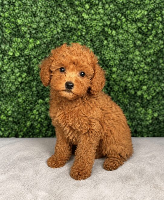 [#26710-06] Red F Goldendoodle Mini F1b Puppies for Sale