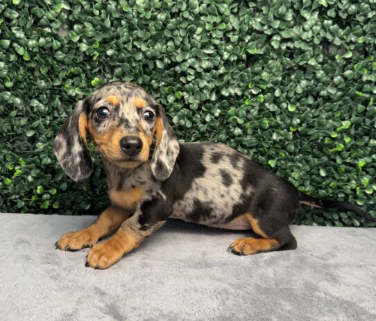 Mini Dachshund-Dog-Female--5167-Tiny Paws