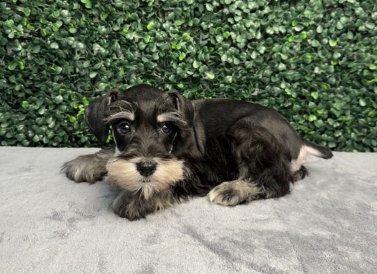 [#26652-04] Black / Silver M Miniature Schnauzer Puppies for Sale