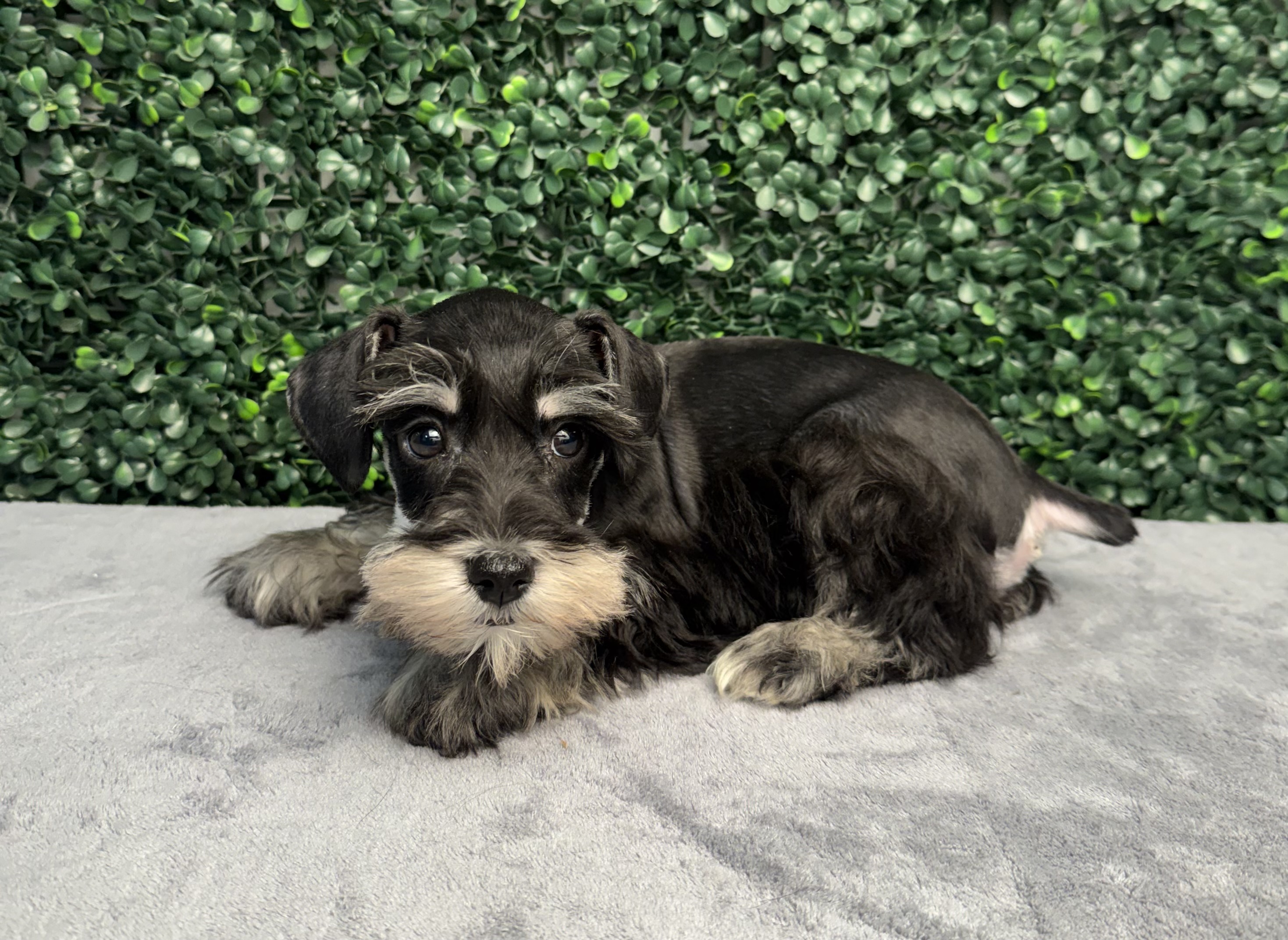 Miniature Schnauzer - 5175 Image #1