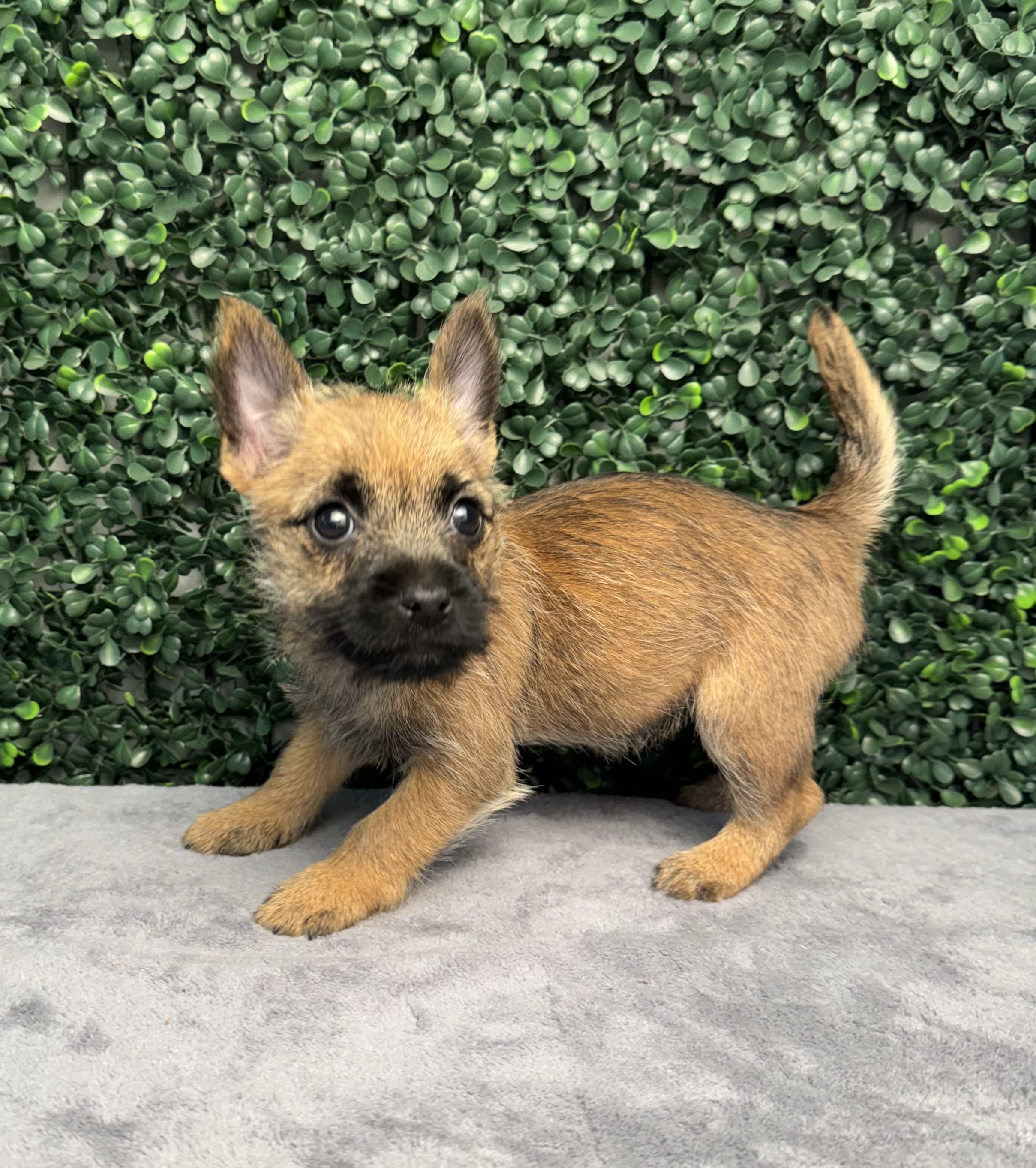 Cairn Terrier - 5178 Image #1