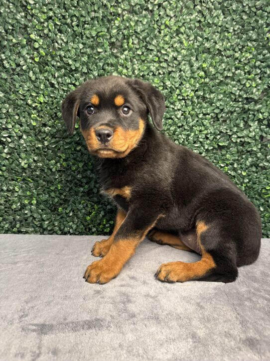 [#26232-02] Black / Tan F Rottweiler Puppies for Sale