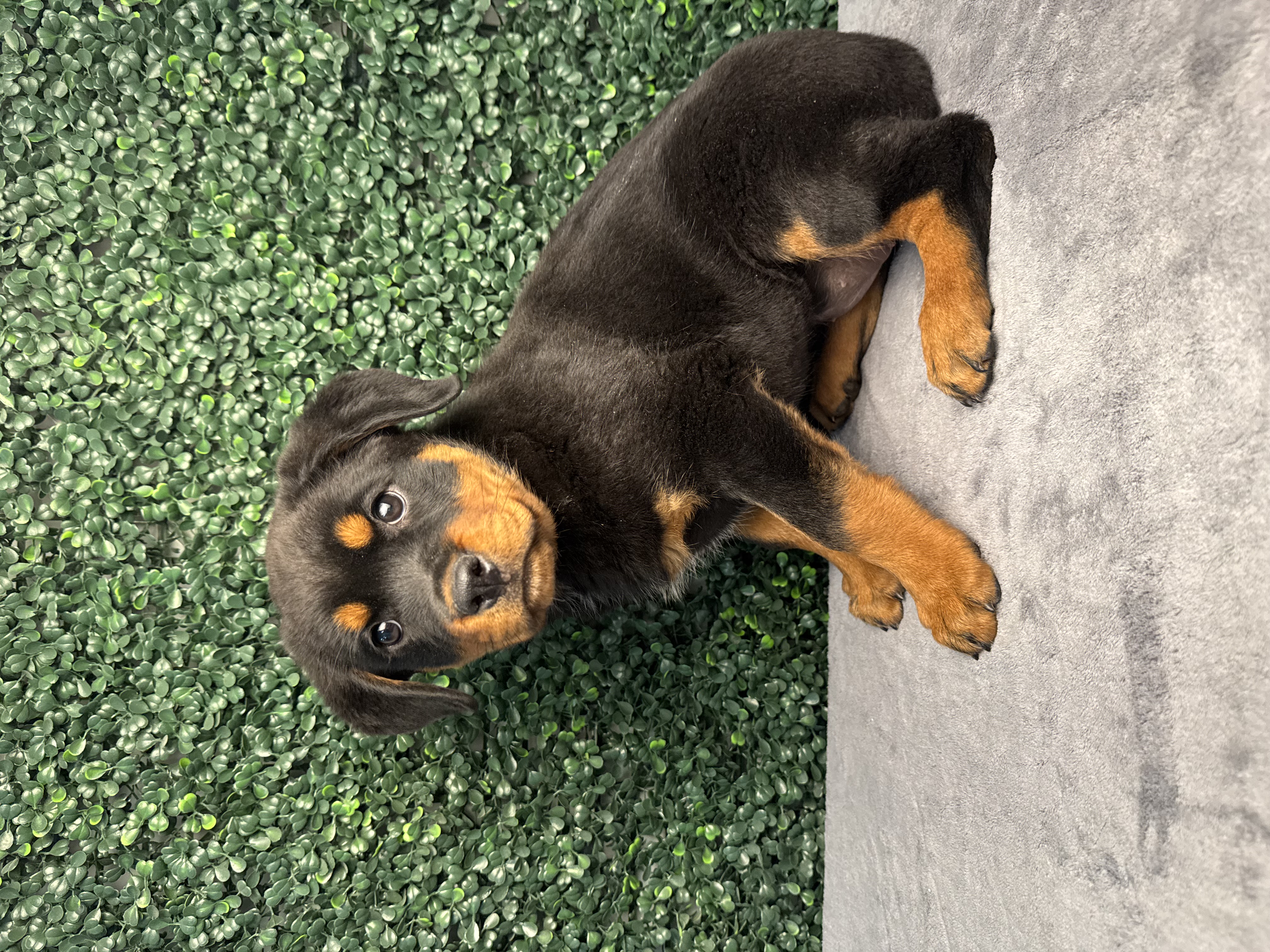 Rottweiler - 5171 Image #1