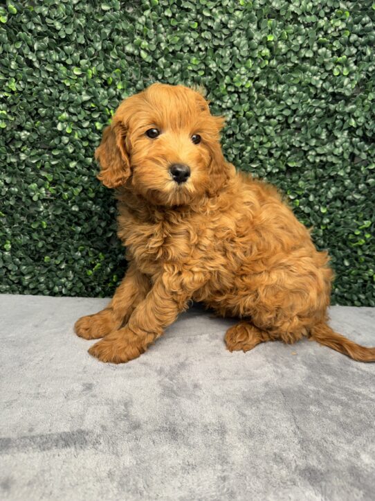 [#26691-01] Red M Goldendoodle Mini F1b Puppies for Sale