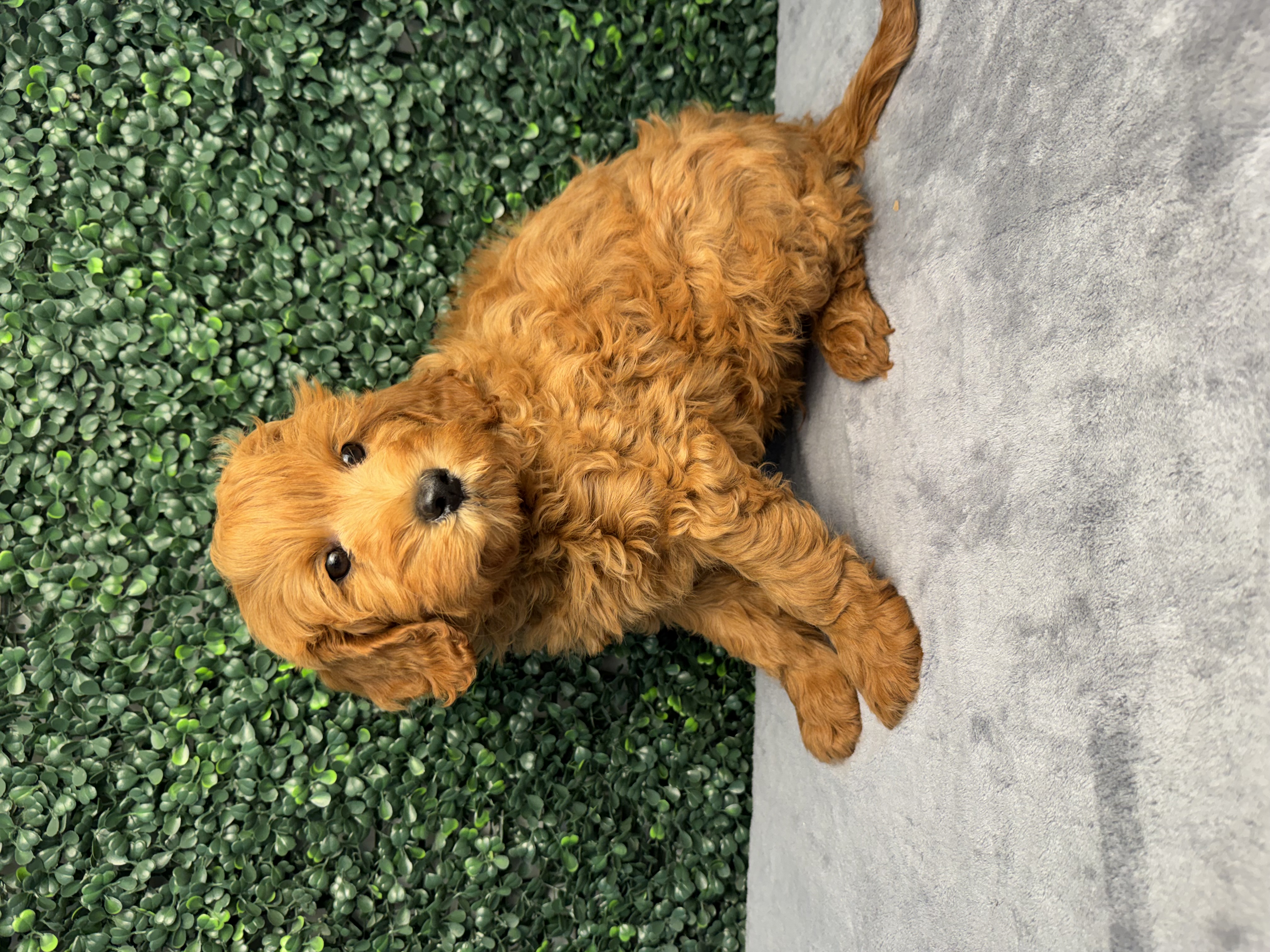 Goldendoodle Mini F1b - 5176 Image #1