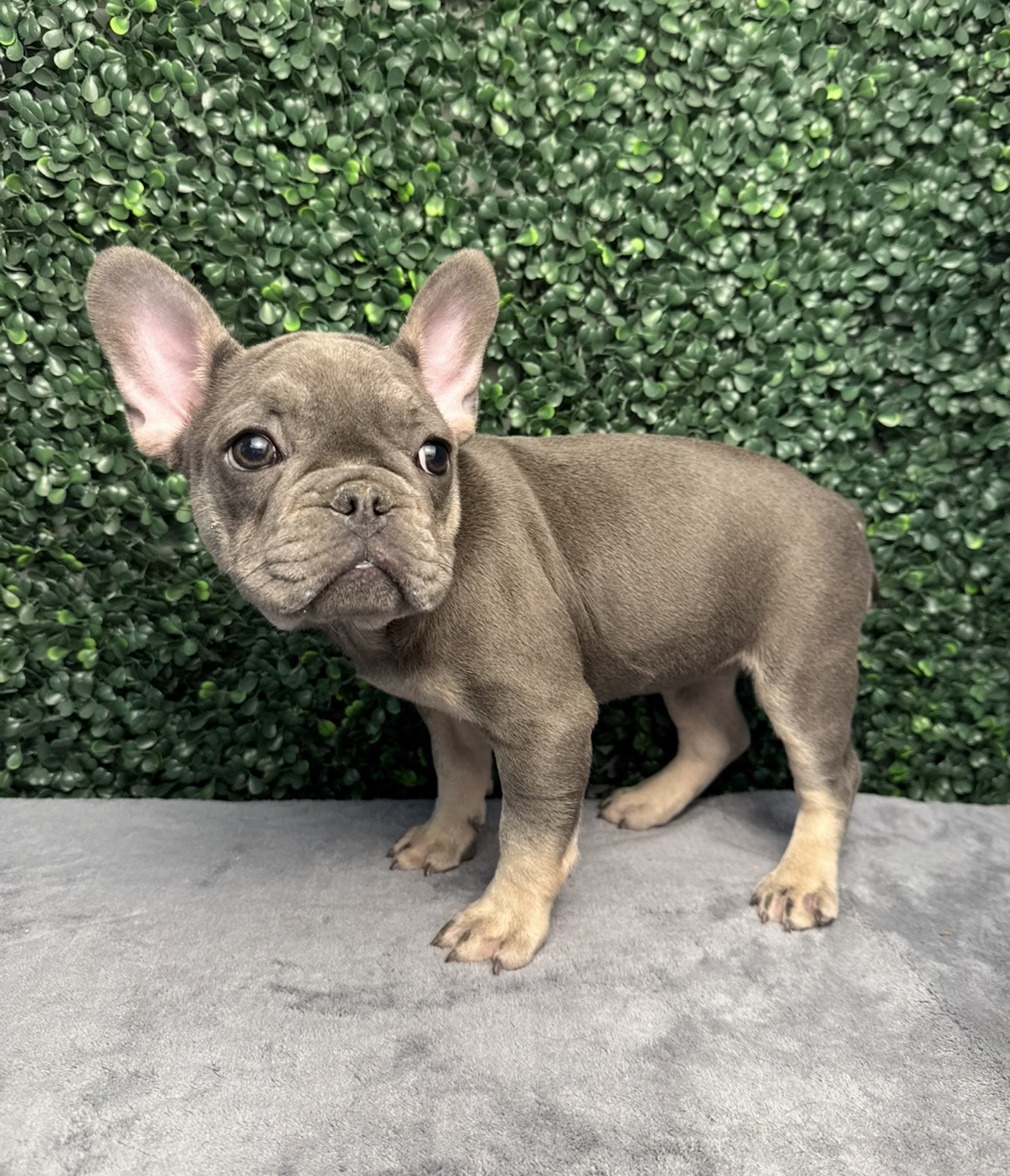 French Bulldog - 5169 Image #1