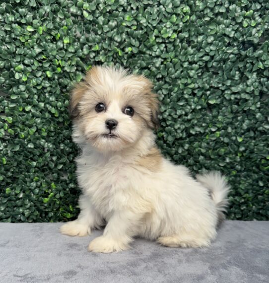 [#26227-05] White Sable / Black F Shih Tzu/Bichon Puppies for Sale