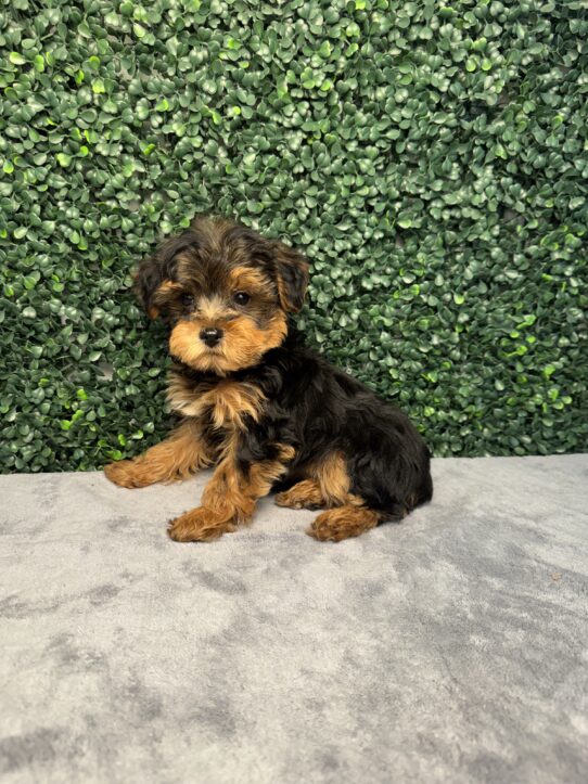 [#26201-02] Black / Tan M Poodle Mini/Yorkshire Terrier Puppies for Sale