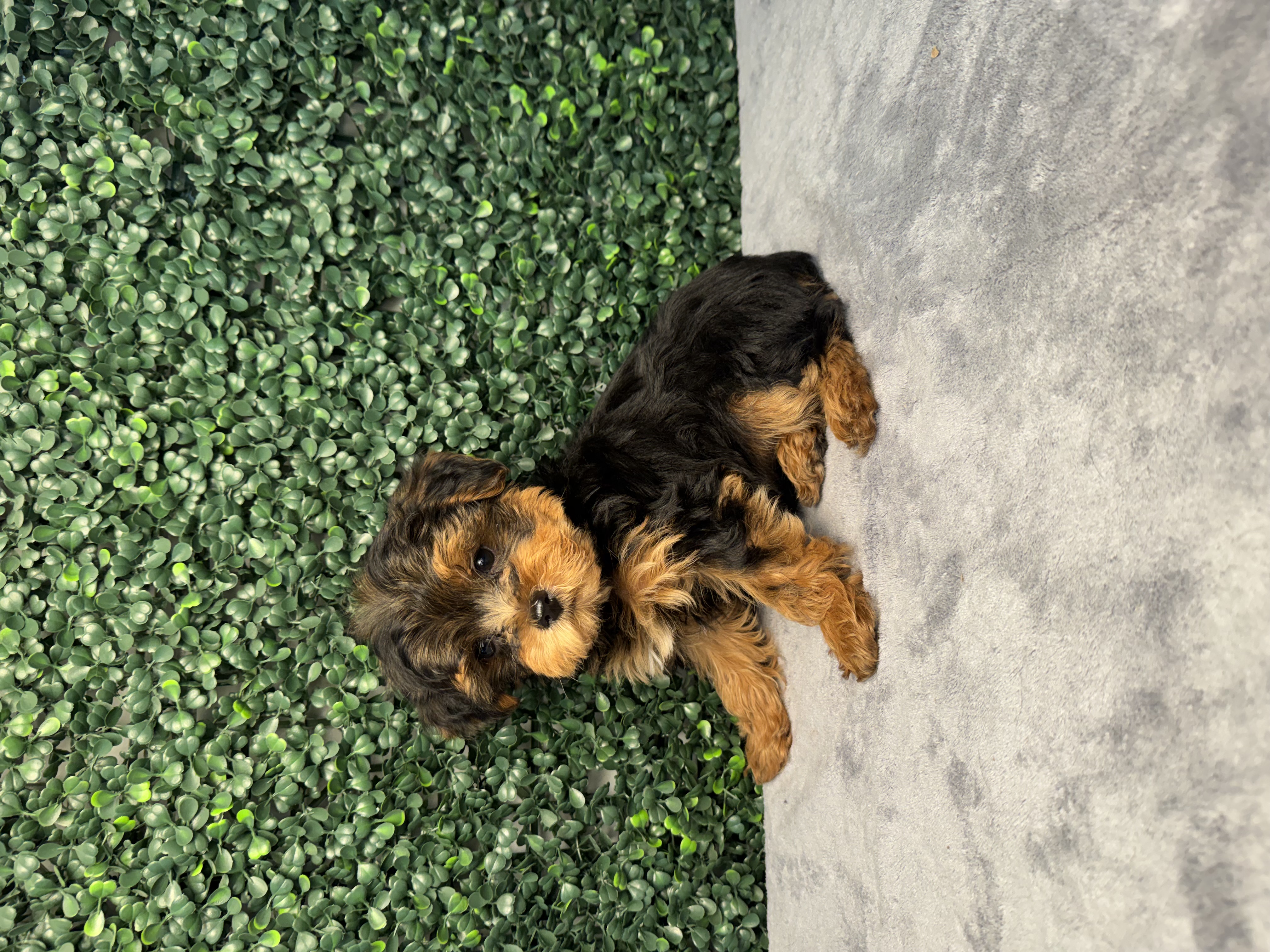 Poodle Mini/Yorkshire Terrier - 5173 Image #1
